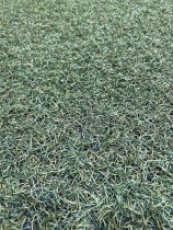 カネカの生分解性バイオポリマー 「Green Planet®」を採用。 物性は既存の人工芝と遜色がない